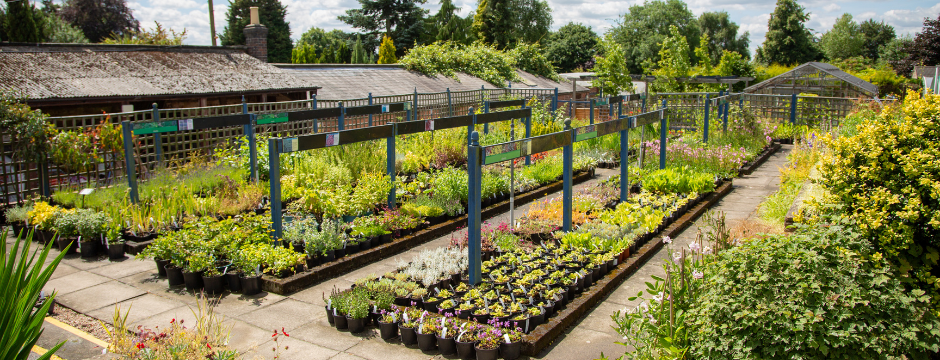 derby college plant nursery