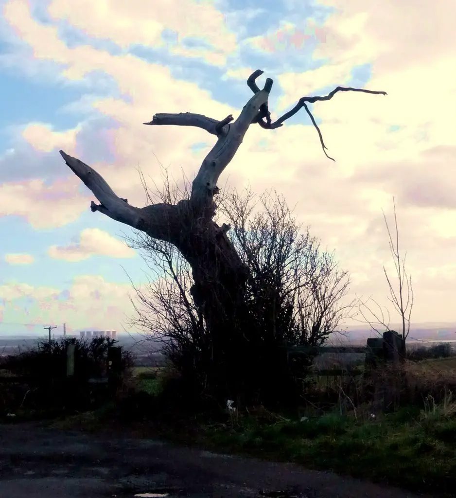 the lightning tree on No Man's Lane in Erewash